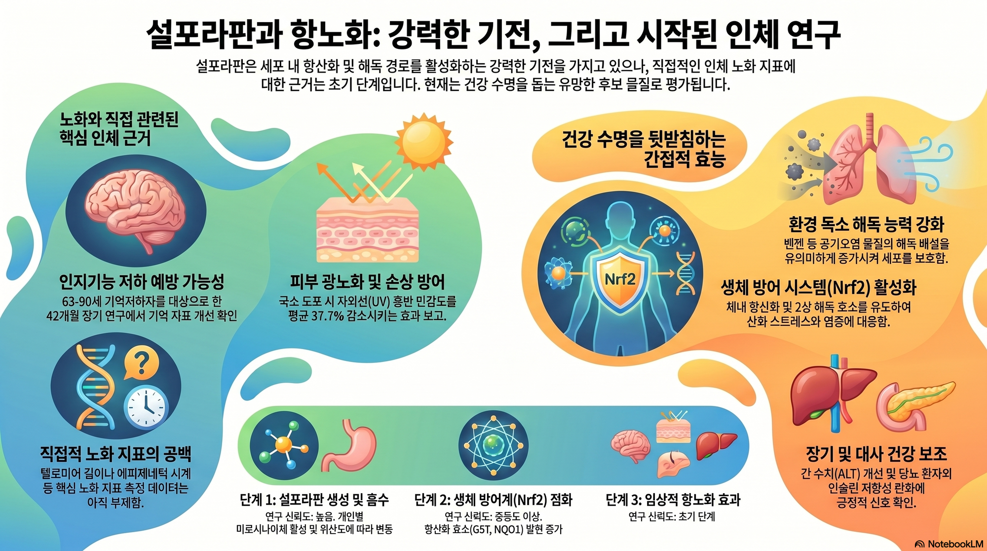 노화·회복 설포라판 연구 대표 이미지