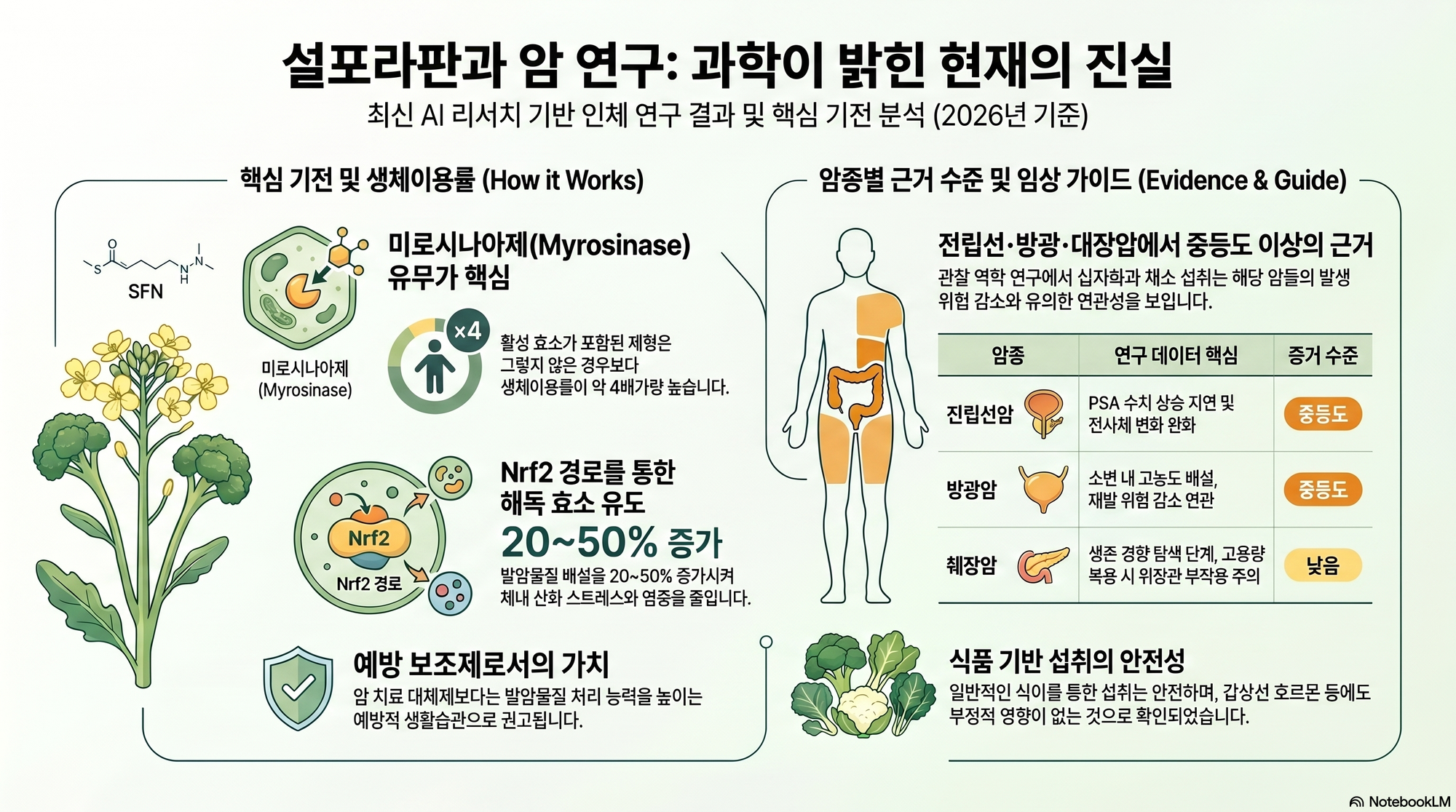 암 연구 설포라판 연구 대표 이미지