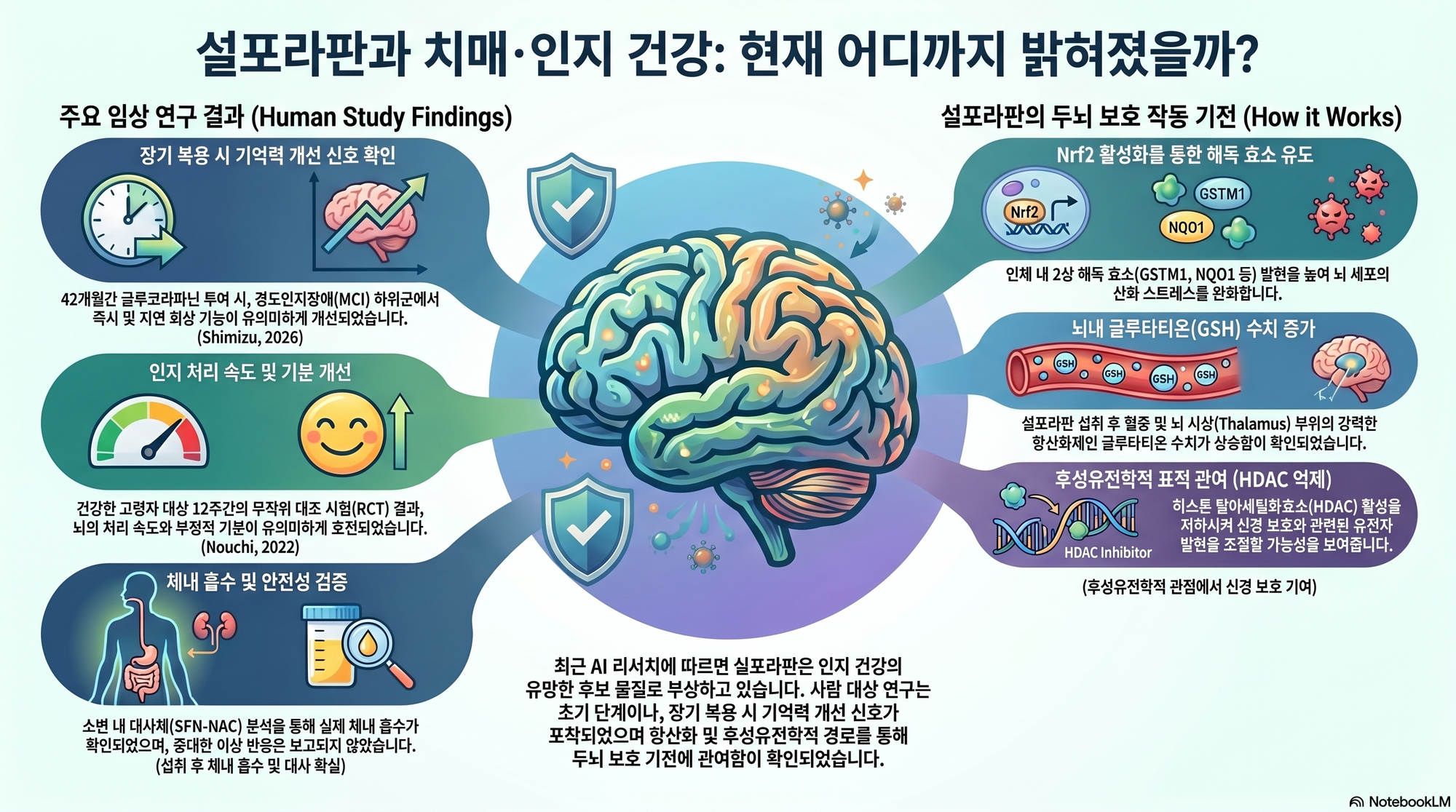 기억과 신경세포, 설포라판 인지건강 연구를 표현한 인포그래픽